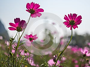 Red Cosmos flower in natural field
