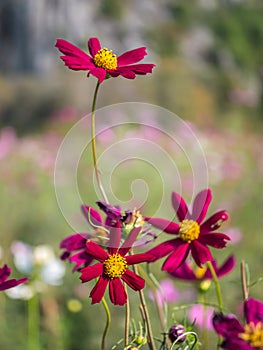 Red Cosmos flower in natural garden