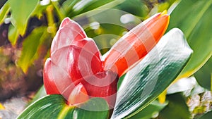 red costus barbatus flower