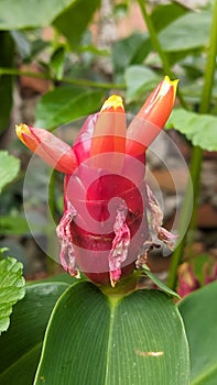red costus flowers