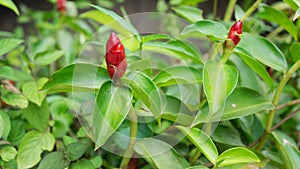 Red Costus speciosus