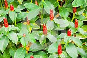 red costus or spiral gingers growing in the garden,