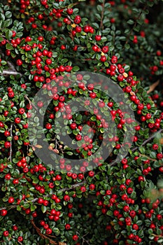 Red cotoneaster berries on branches forming a bright natural pattern