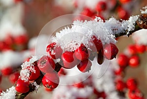 Red Cotoneaster berries with snow