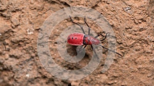 Red Cotton Bug