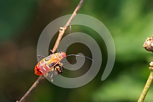 Red cotton bug
