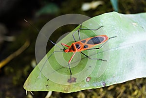 Red cotton bug, Cotton stainer
