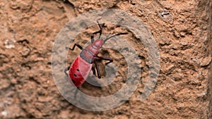 Red Cotton Bug. Cotton stainer