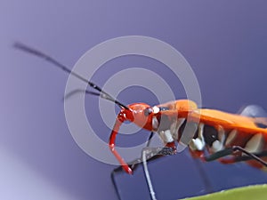 Red cotton bug crawling across indoor surface, showcasing how these bugs adapt to new environments photo