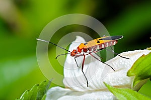 Red Cotton Bug (Dysdercus cingulatus)