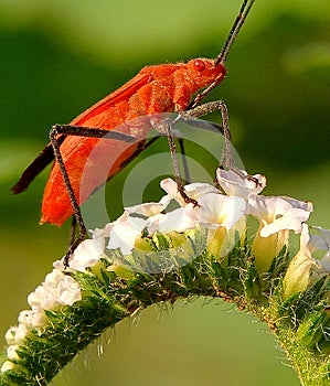 Red cotton bug on flower.longhornbeetle