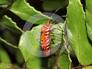 Red cotton bug mating