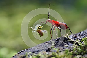 A red cotton bug preys on a tortoise beetle on rotting wood overgrown with moss.