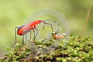 A red cotton bug preys on a tortoise beetle on rotting wood overgrown with moss.