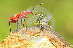 A red cotton bug preys on a tortoise beetle on rotting wood overgrown with moss.