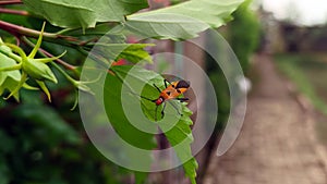 Red Cotton stainer bug on green leaf