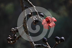 Red cotton tree flower.