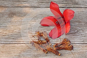 Red cotton tree flowers on wooden, Bombax ceiba flower is a kind