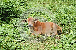 Red cow asian lying on green meadow field - Young cow