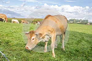 Red cow in a beautiful summer landscape