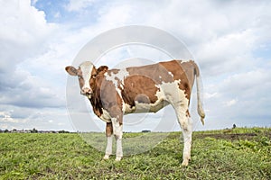 Red cow calf cute eyes looking and pink nose, lovely and innocent cute standing in a green field, cloudy blue sky and horizon over