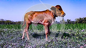 Red Cow Calf In A Green Field