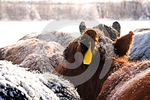 Red cow dreaming of warmer weather photo