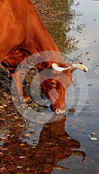 Red cow drinks water from a river