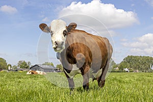 Red cow fleckvieh, simmental cattle breed known as: groninger blaarkop, in a field with a blue sky as background photo