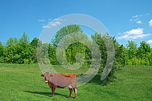 Red cow grazes on meadow in early spring