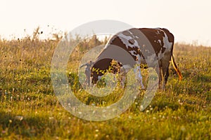 Fresh milk. Healthy lifestyle. Red cow grazing in green field at sunrise