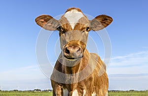 Red cow heifer front view, cute calf face and blue background