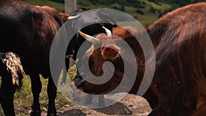 Red cow in a herd attacked by flies bothersome insects