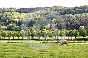 Red cow on a large pasture
