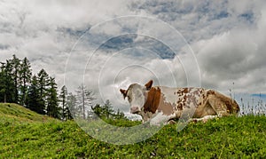 Red cow lying in big Austria mountains on green fresh meadow