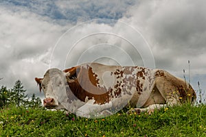 Red cow lying in big Austria mountains on green fresh meadow