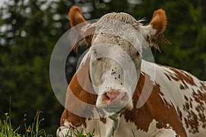 Red cow lying in big Austria mountains on green fresh meadow