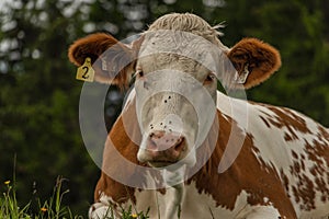 Red cow lying in big Austria mountains on green fresh meadow