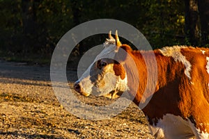 Red cow in profile on a blurry background of a summer landscape