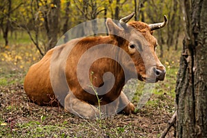 Red cow resting on pasture. Farm animal