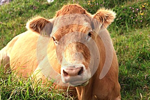 Red Cow Sitting in a Green Field