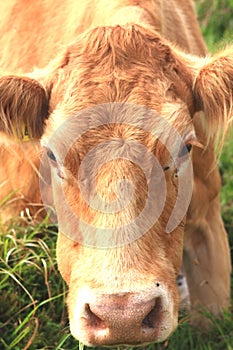 Red Cow Sitting in a Green Meadow