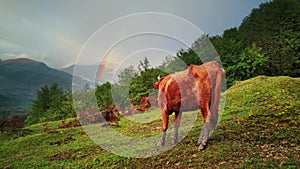 Red cow stand on the meadow among mountains at cloudy weather with colorful rainbow