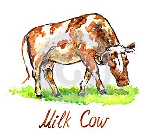 Red cow standing on green meadow, side view hand painted watercolor illustration design element