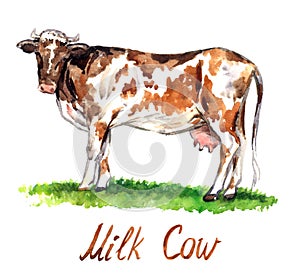 Red cow standing on green meadow, side view hand painted watercolor illustration design element