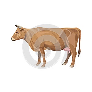 Red cow vector photo