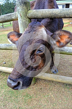 A Red Cow Sticks Her Head Through Her Paddock Fence