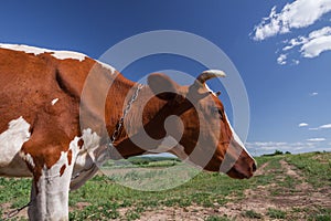 Red Cow on summer pasture