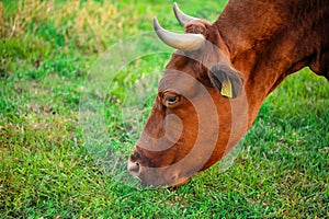 A red cow with a tag on her ear grazes in a green meadow very close-up