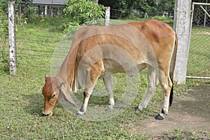 Red Cow in thailand